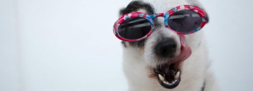 doggy_sunnies_resized
